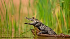 Crocodiles Animals water