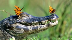 Crocodiles butterfly Reptiles Animals