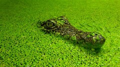 Crocodiles nature Green Reptiles