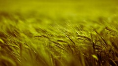 crops spikelets Plants field outdoors wheat