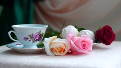 cup Flowers rose