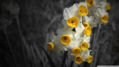 daffodils Flowers selective coloring Plants white flowers