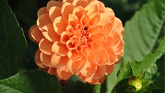 dahlias Flowers orange flowers Plants