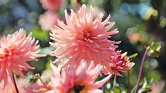 dahlias Flowers pink Plants