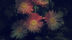 Daisies Flowers Plants