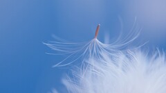 dandelion Plants Flowers blue background