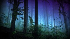 dark forest nature Trees Plants