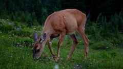 deer Animals nature Plants Mammals outdoors