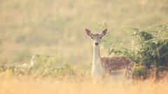 deer fawns baby animals Animals wildlife outdoors nature Mammals
