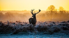 deer stags Animals nature landscape sunlight morning frost