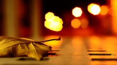 depth of field bokeh leaves macro