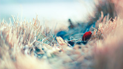 depth of field bokeh nature Plants blurred