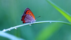 depth of field butterfly Animals water drops insect