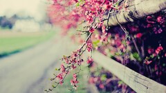 depth of field fence Flowers pink flowers