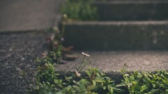 depth of field Flowers Plants