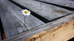 depth of field Flowers Plants Wood Daisies