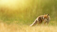 depth of field fox Animals