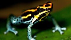 depth of field frog macro amphibian Poison Dart Frogs Animals
