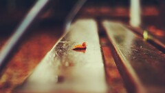 depth of field leaves bench macro