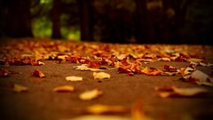 depth of field leaves fall