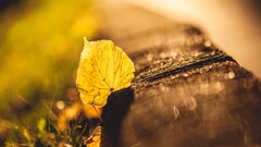 depth of field leaves grass fall