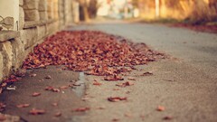 depth of field leaves street fall Beige fallen leaves