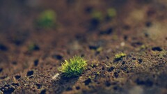 depth of field macro Plants dirt