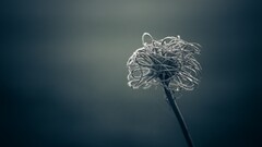 depth of field Minimalism Plants