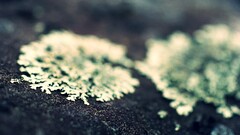depth of field moss Plants