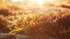 depth of field nature grass bokeh Flowers sunlight