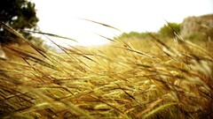 depth of field nature macro Plants spikelets grass