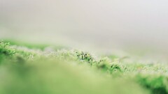 depth of field nature Plants Green