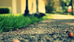 depth of field Plants fruit grass
