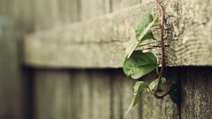 depth of field Plants Wood leaves