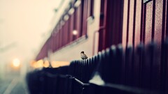 depth of field sparrow Birds bokeh Animals