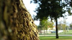 depth of field Trees bark Park