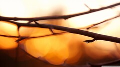 depth of field twigs blurred water drops Plants branch