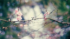 depth of field twigs bokeh pink flowers branch