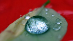 depth of field water drops leaves