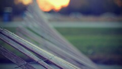 depth of field Wood sunlight