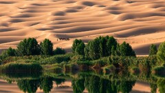 desert national geographic Camels dunes reflection Trees oases