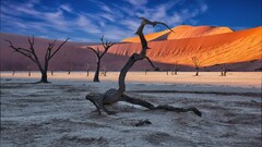 desert sand nature landscape dead trees