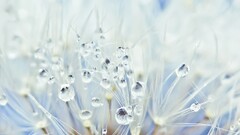 dew dandelion water drops Plants Flowers macro outdoors