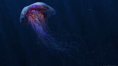digital art jellyfish underwater fish Animals