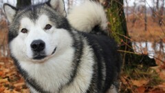 dog alaskan malamute Animals