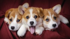 dog Animals corgi Pembroke Welsh Corgis Puppies good boy
