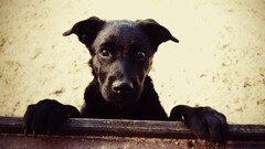 dog Animals Mammals frontal view