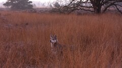 dog Animals Mammals Plants