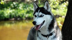 dog Animals Mammals Siberian Husky