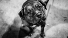 dog Animals monochrome
